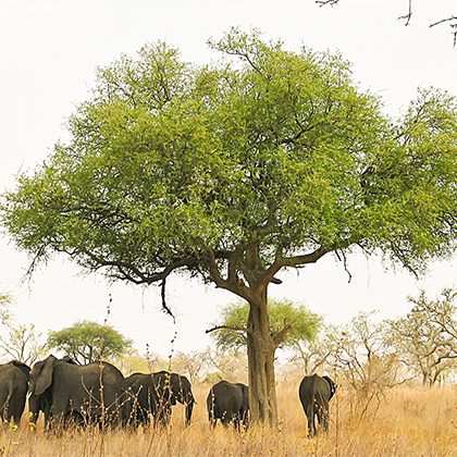 Le parc national de Waza